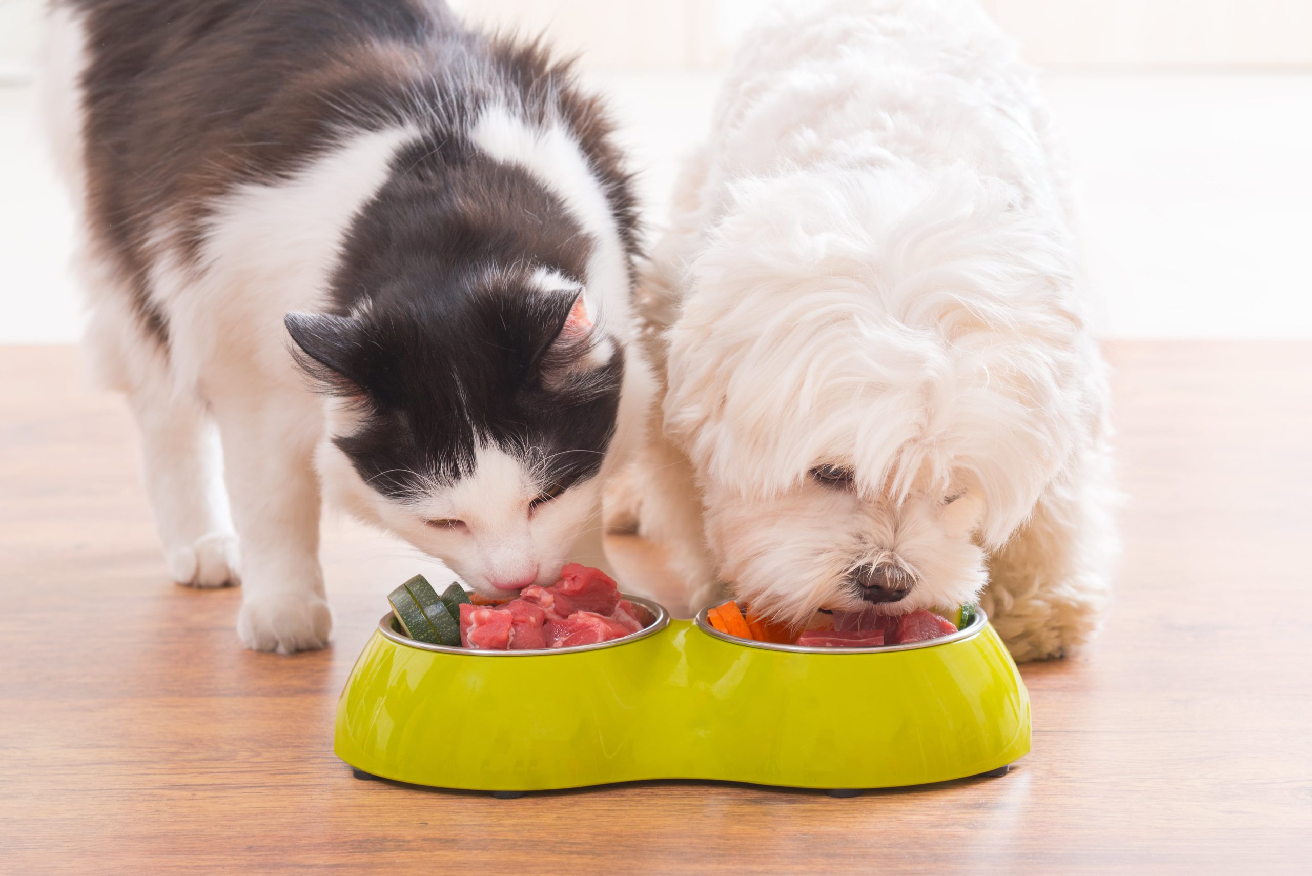 Dog and cat eating