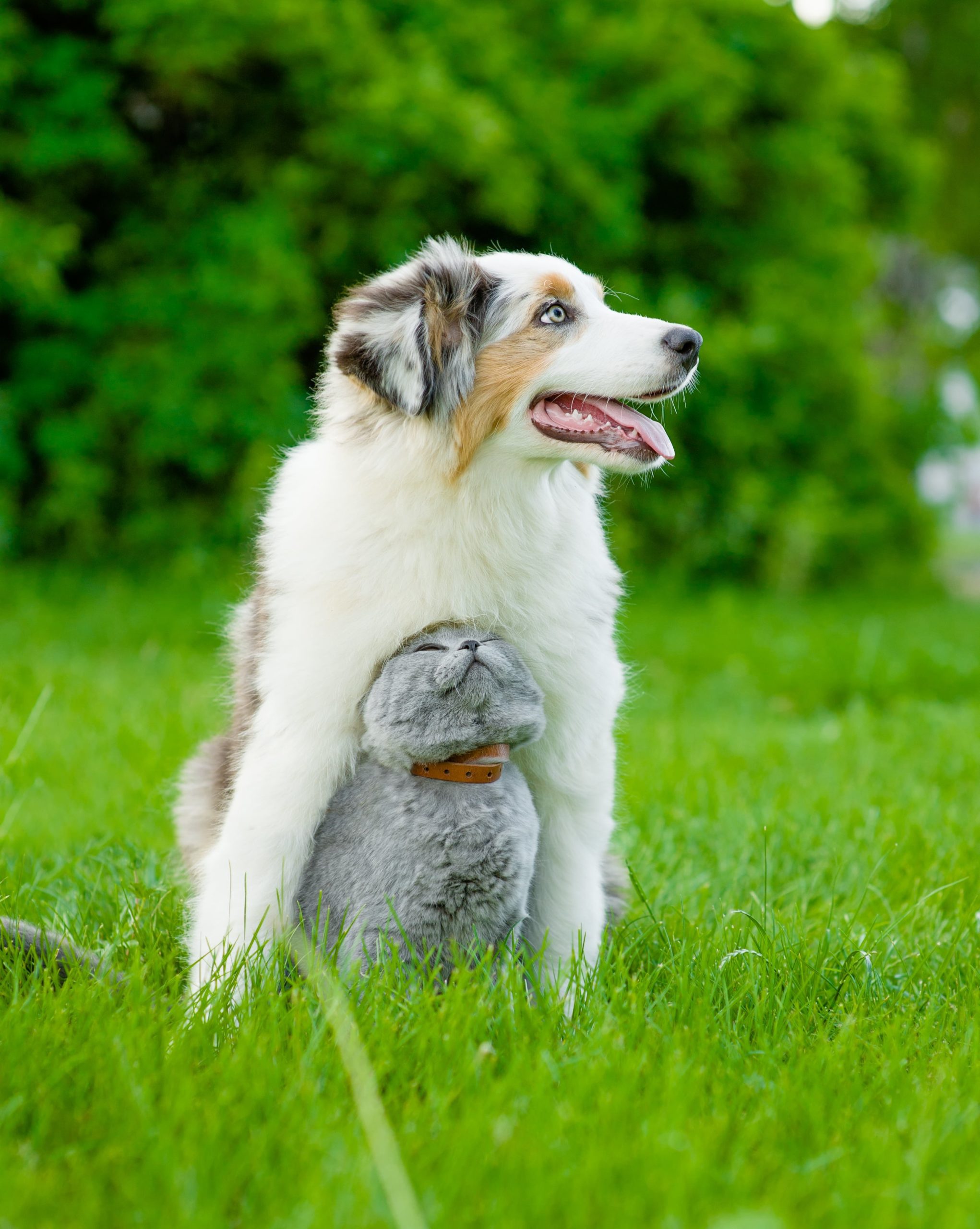 Dog and cat in grass