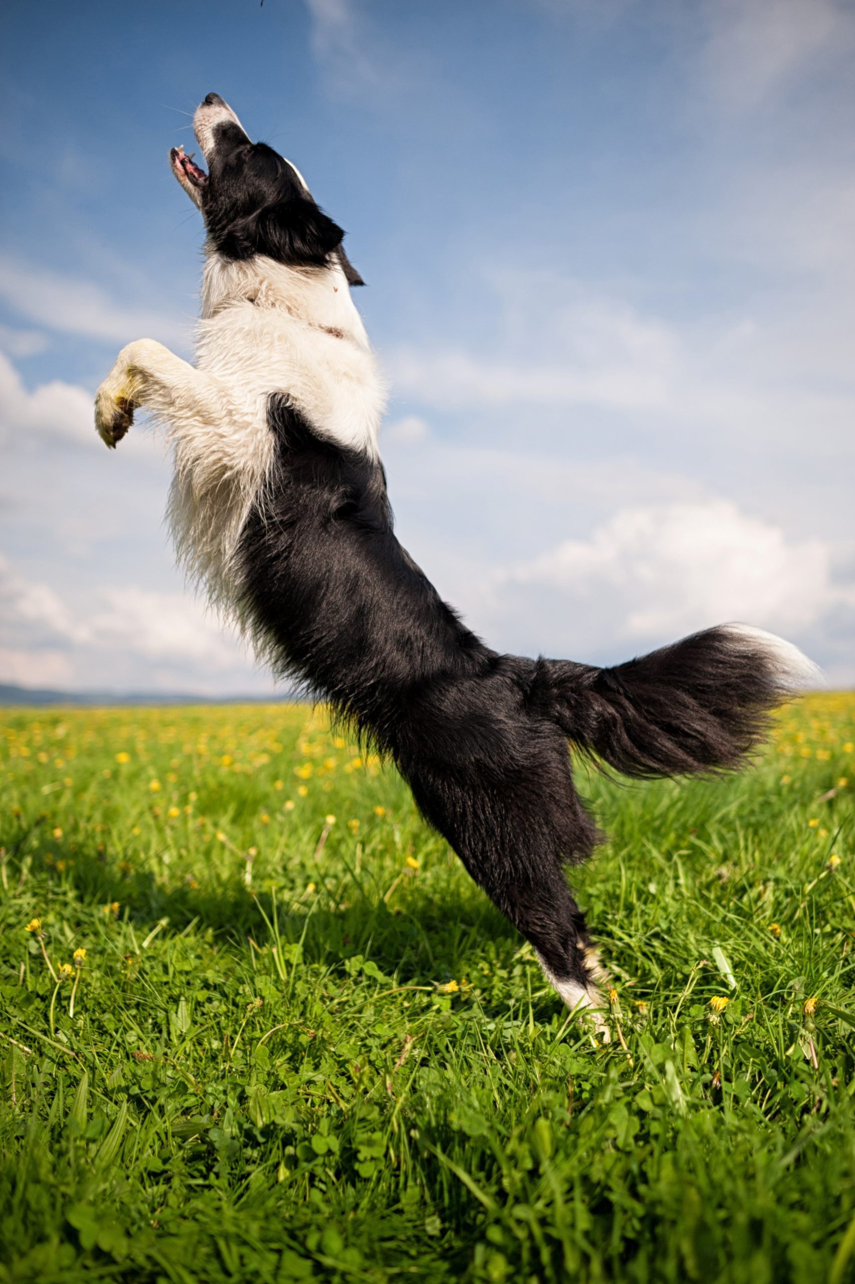 Dog jumping