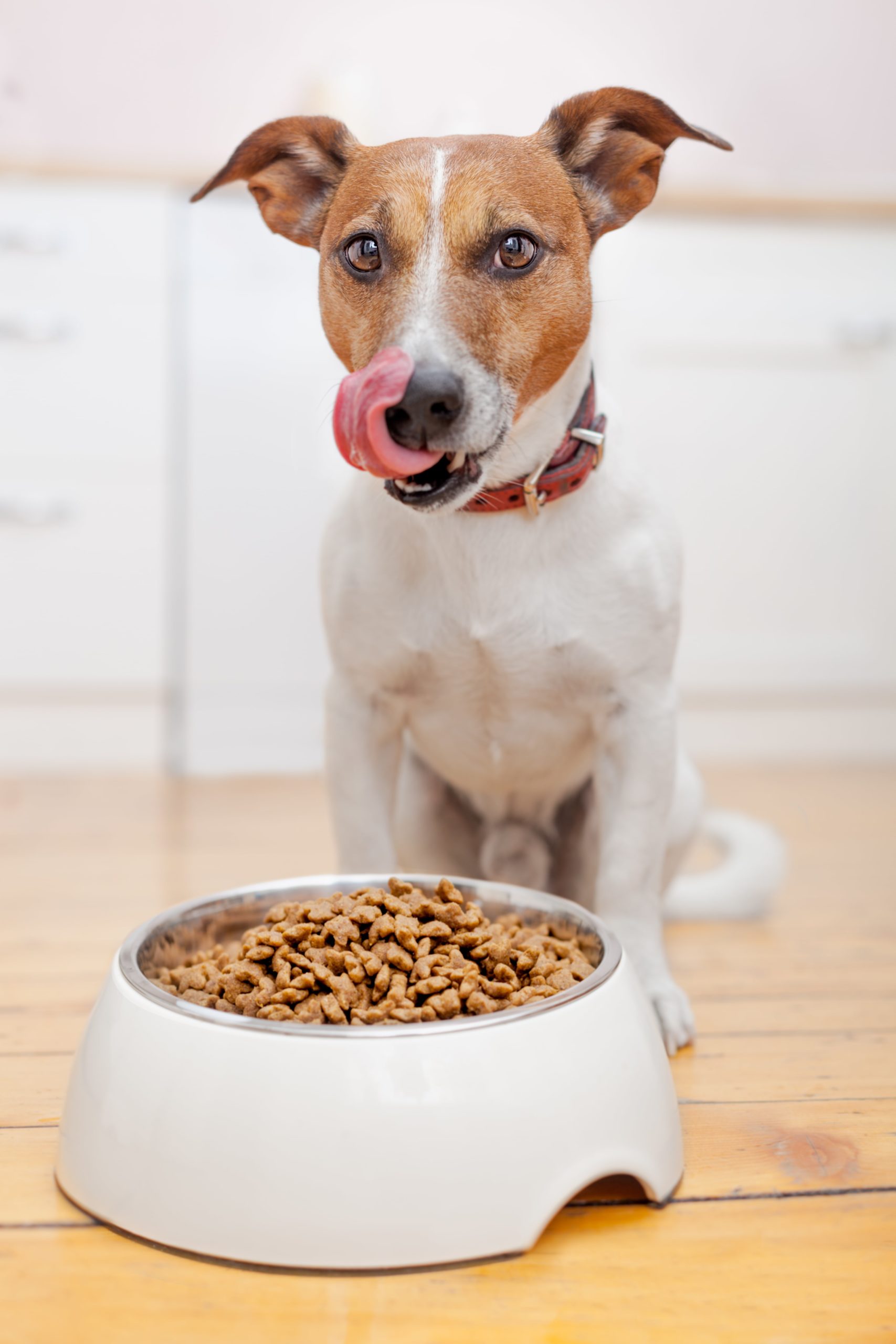 L Catterton enters Chinese pet food market